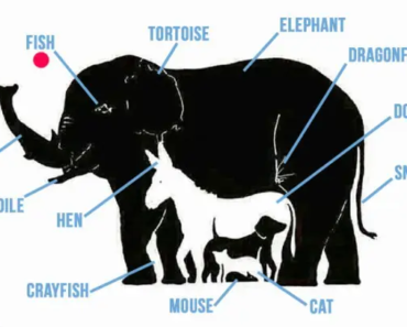 Wenn du mehr als 6 Tiere in diesem Bild entdeckst, könnte das auf überdurchschnittliche Intelligenz hindeuten.